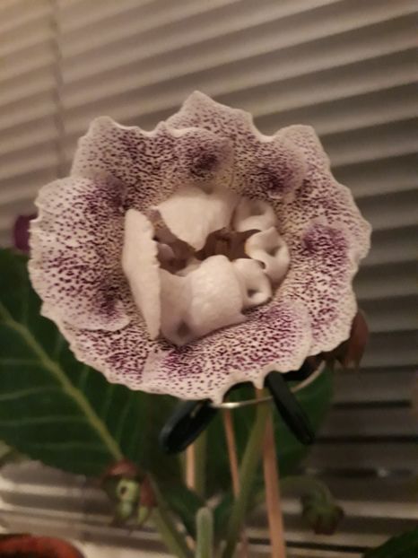  - gloxinii_2019