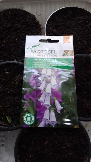 22 mai 2019 - Răsaduri 2019