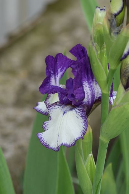  - 9999999999999999 IRIȘI 2019