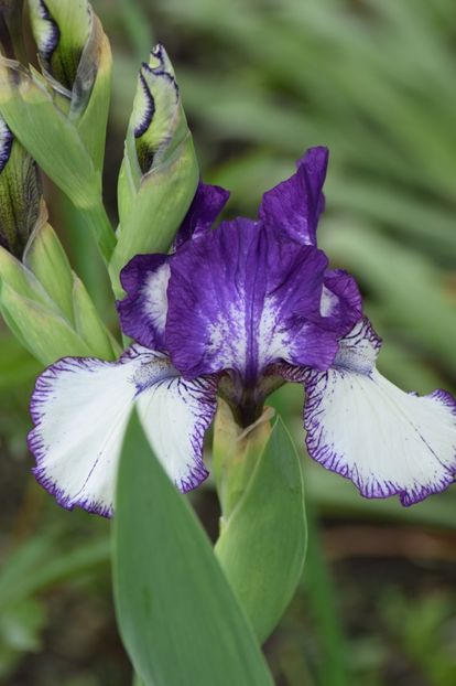  - 9999999999999999 IRIȘI 2019