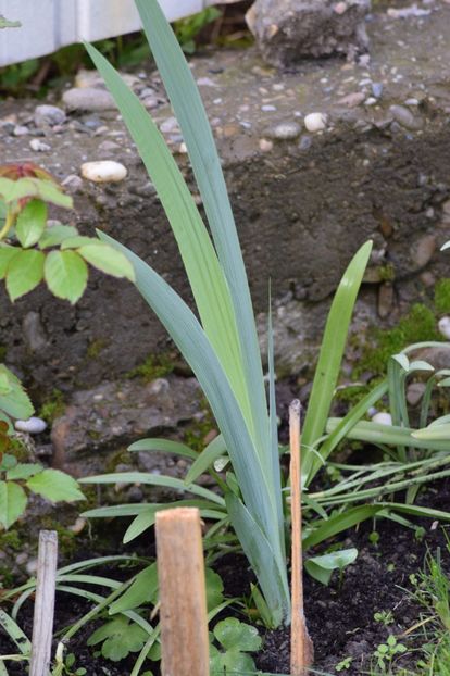  - 9999999999999999 IRIȘI 2019