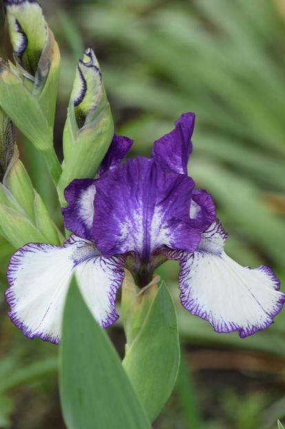  - 9999999999999999 IRIȘI 2019