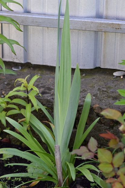  - 9999999999999999 IRIȘI 2019