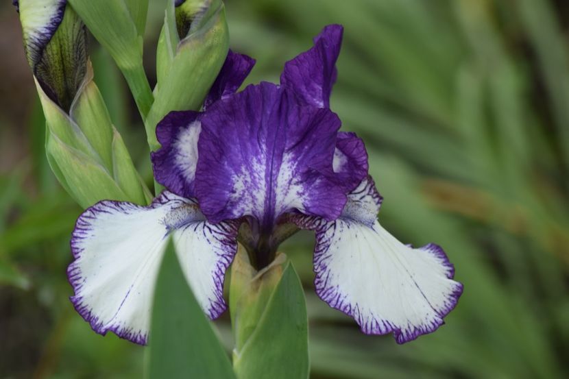  - 9999999999999999 IRIȘI 2019