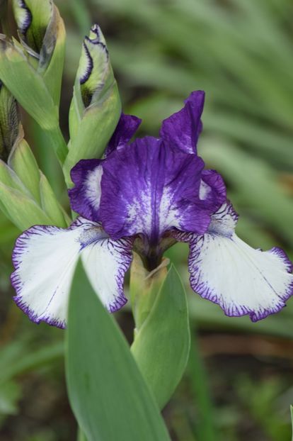  - 9999999999999999 IRIȘI 2019