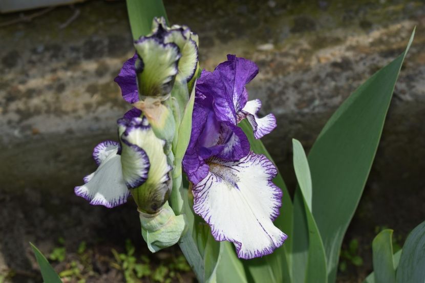  - 9999999999999999 IRIȘI 2019