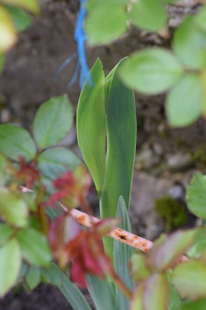  - 9999999999999999 IRIȘI 2019