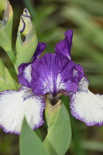  - 9999999999999999 IRIȘI 2019