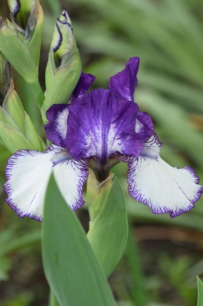  - 9999999999999999 IRIȘI 2019