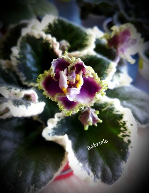  - Spring Dancer Sport