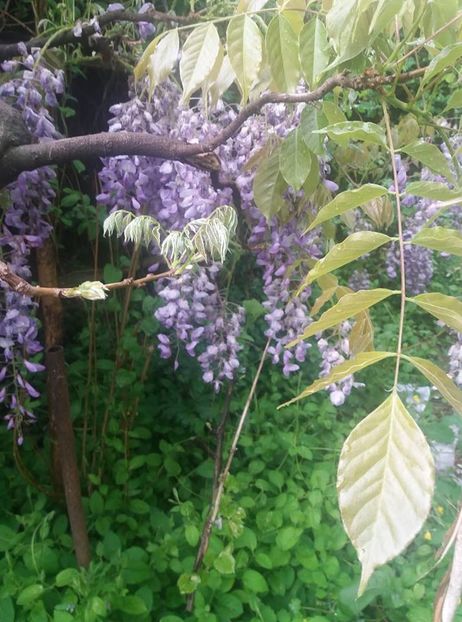  - mai 2019