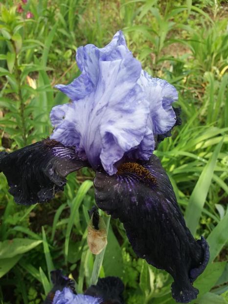  - mai 2019