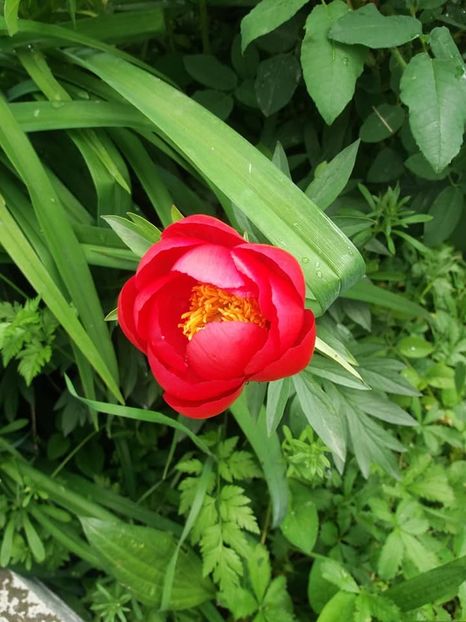  - mai 2019