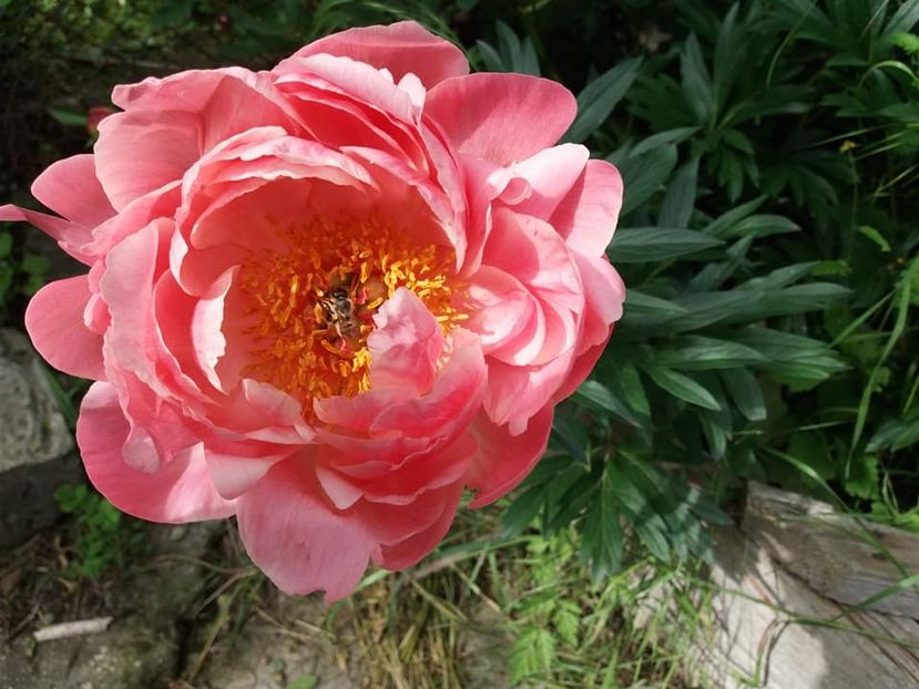  - mai 2019