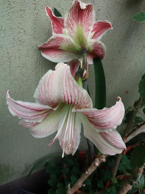 - mai 2019