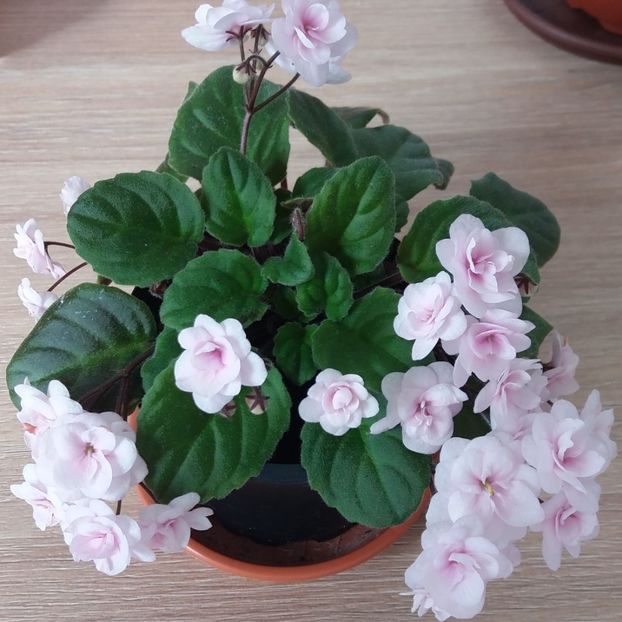 Vanilla6 - Robs Vanilla Trail