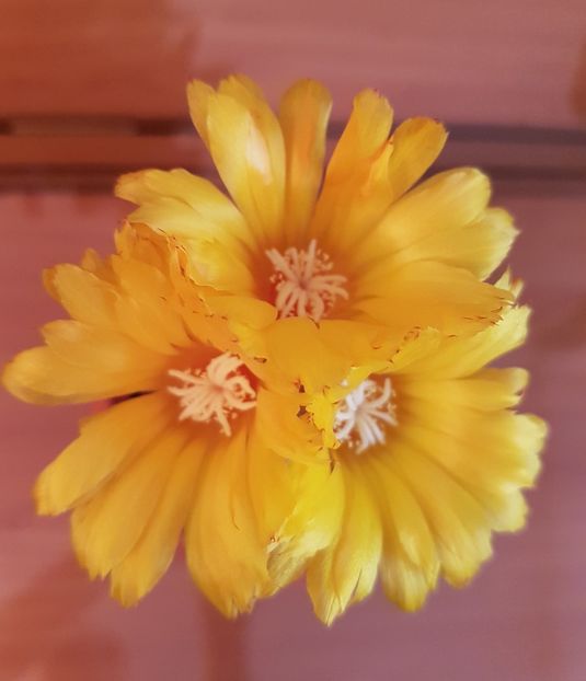  - FLORI DE CACTUSI