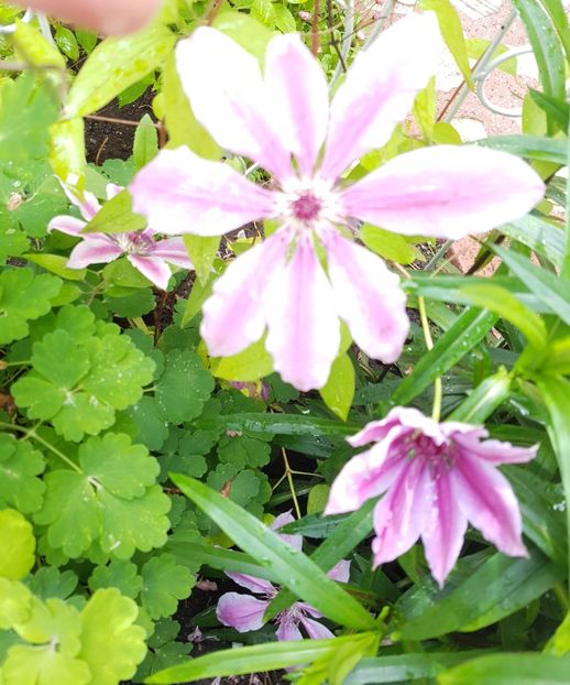 Nely Moser-ascunsa printre alte plante - Mai 2019