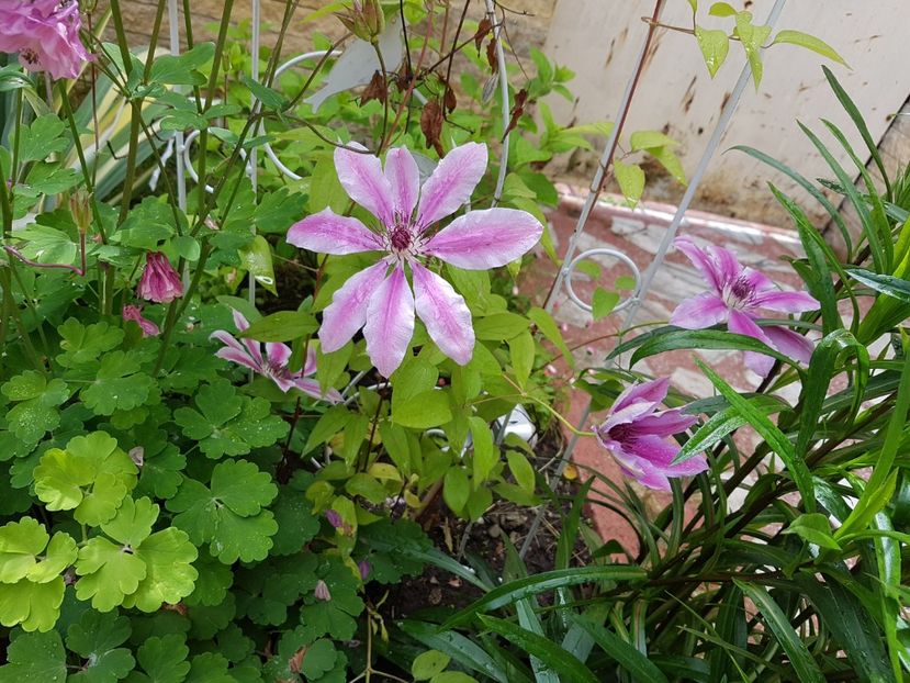  - Mai 2019