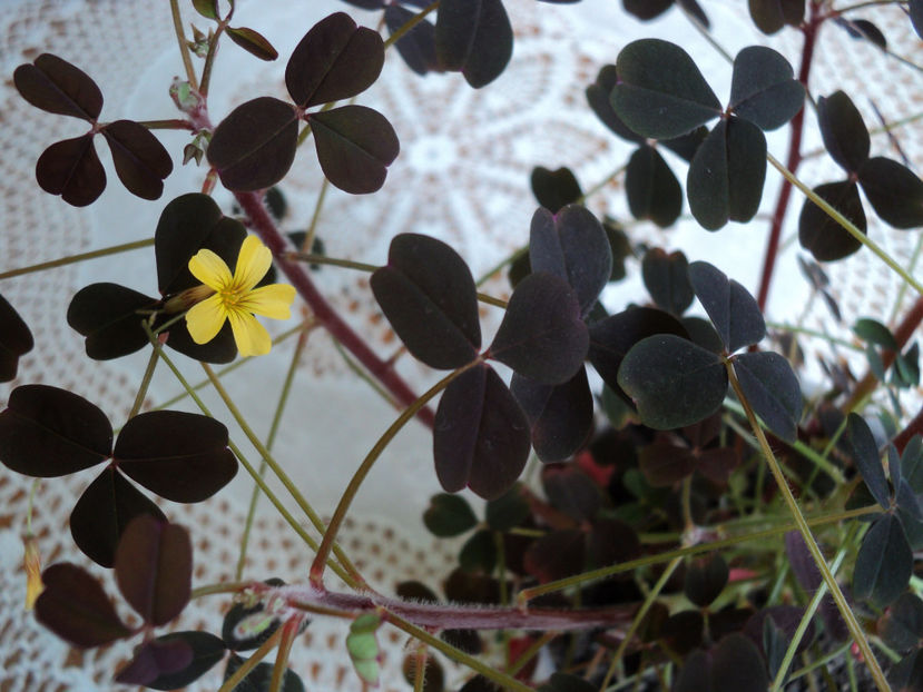 mai 2019,prima floare - OXALIS