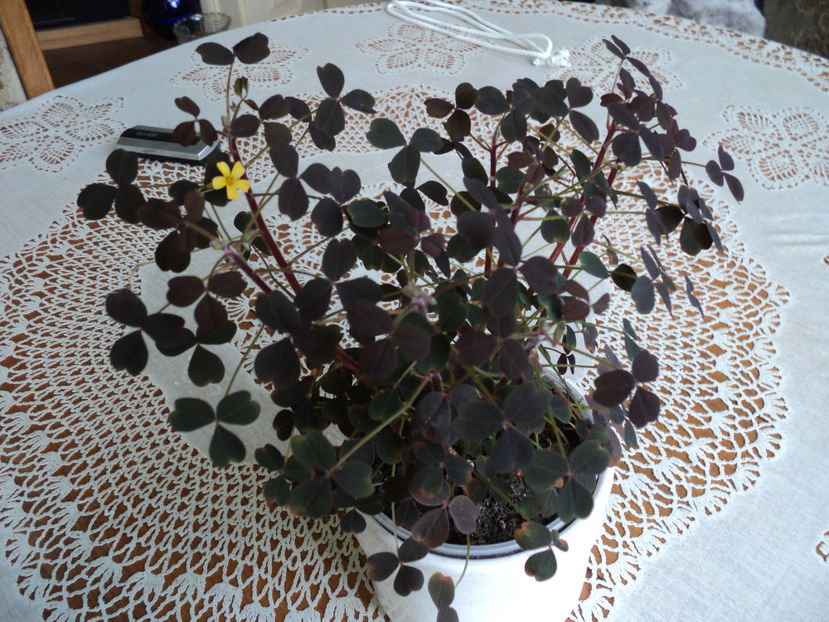 Oxalis spiralis vulcanicola Zinfandel - OXALIS