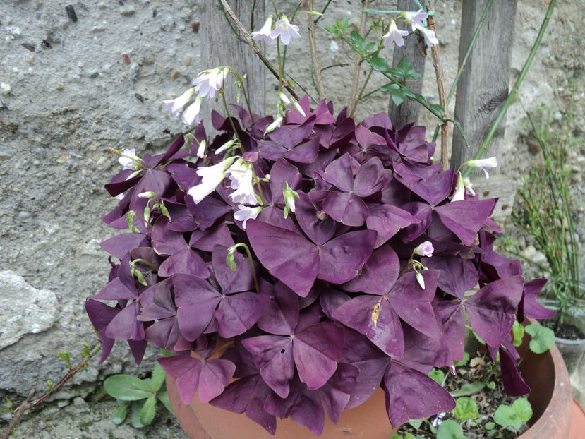 triangularis - OXALIS