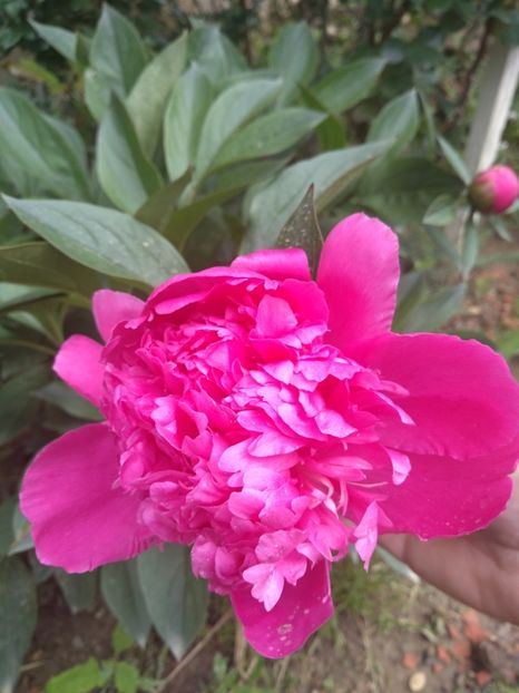 amabilis - Bujori 2019