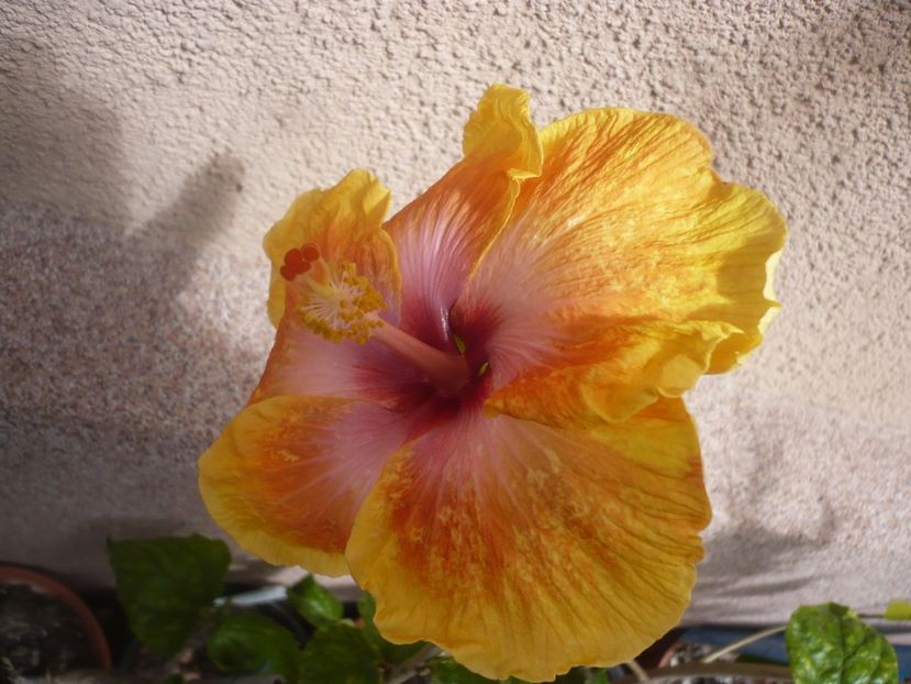 22.05.2019 - HIBISCUSI 2019-1