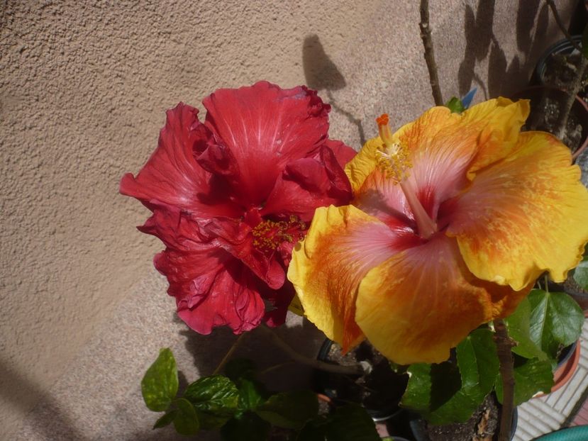 P1410398 - HIBISCUSI 2019-1