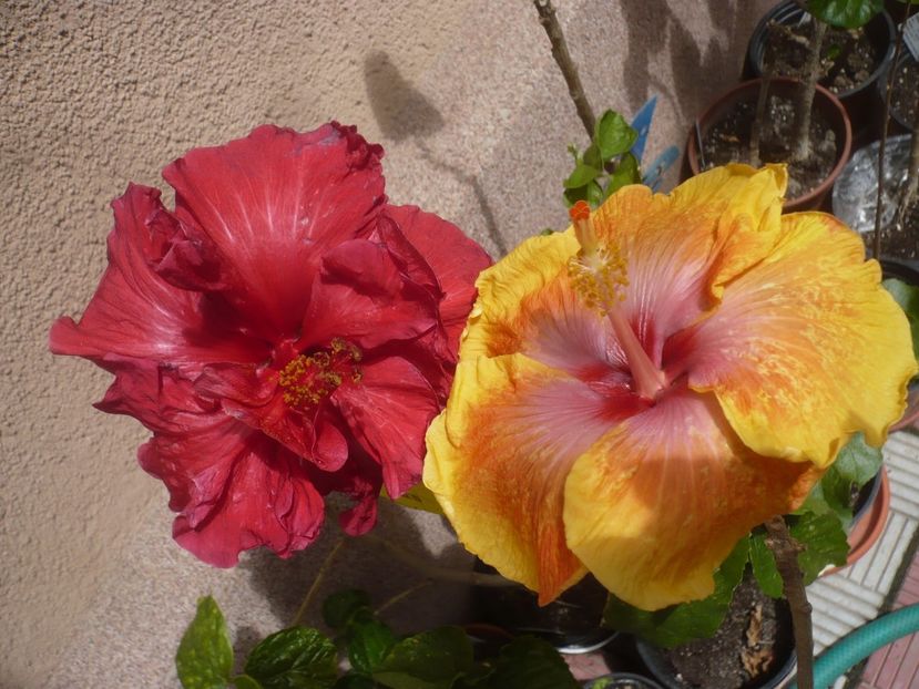 P1410399 - HIBISCUSI 2019-1