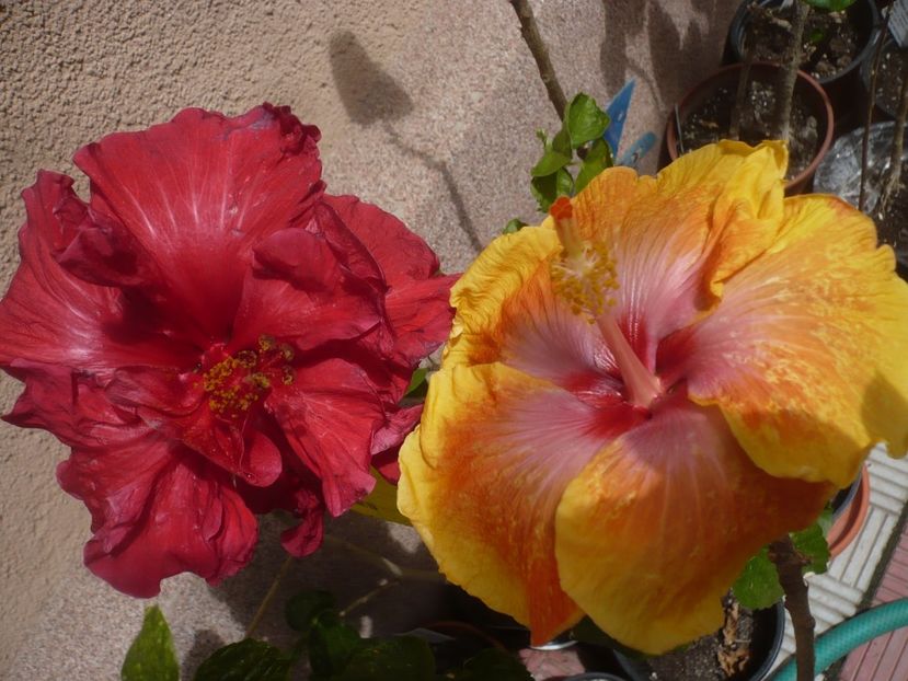 P1410400 - HIBISCUSI 2019-1