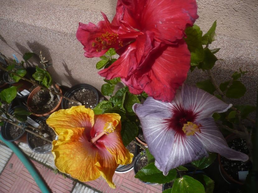 P1410401 - HIBISCUSI 2019-1