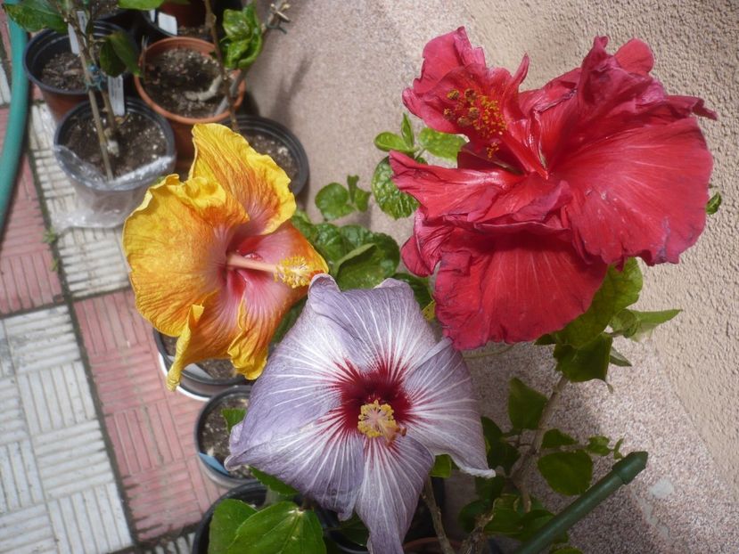 P1410402 - HIBISCUSI 2019-1