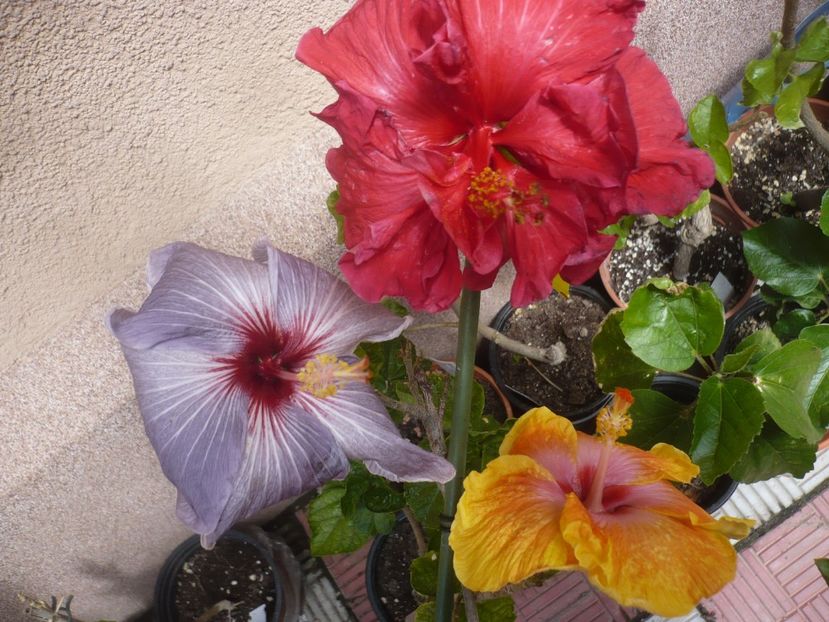 P1410403 - HIBISCUSI 2019-1