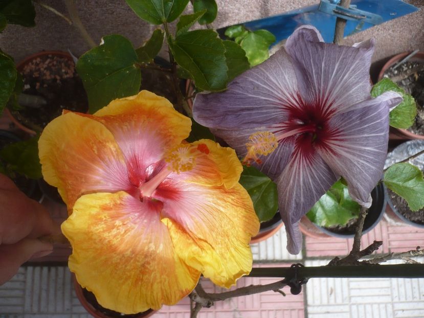 P1410404 - HIBISCUSI 2019-1