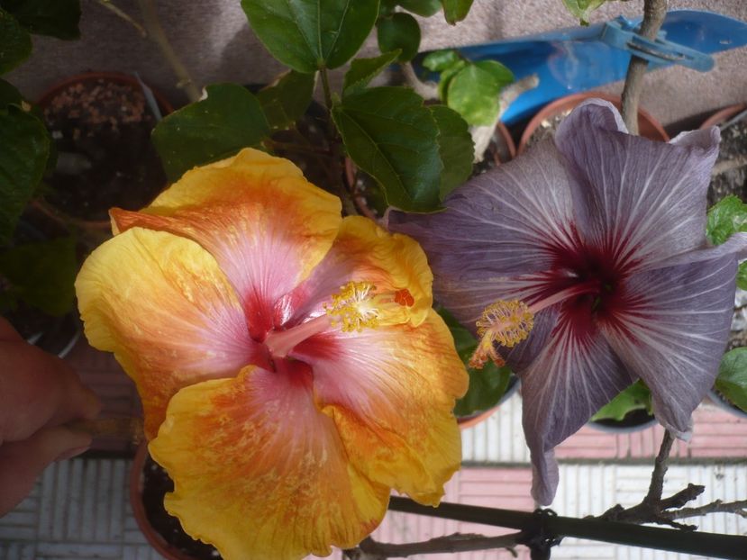 P1410405 - HIBISCUSI 2019-1