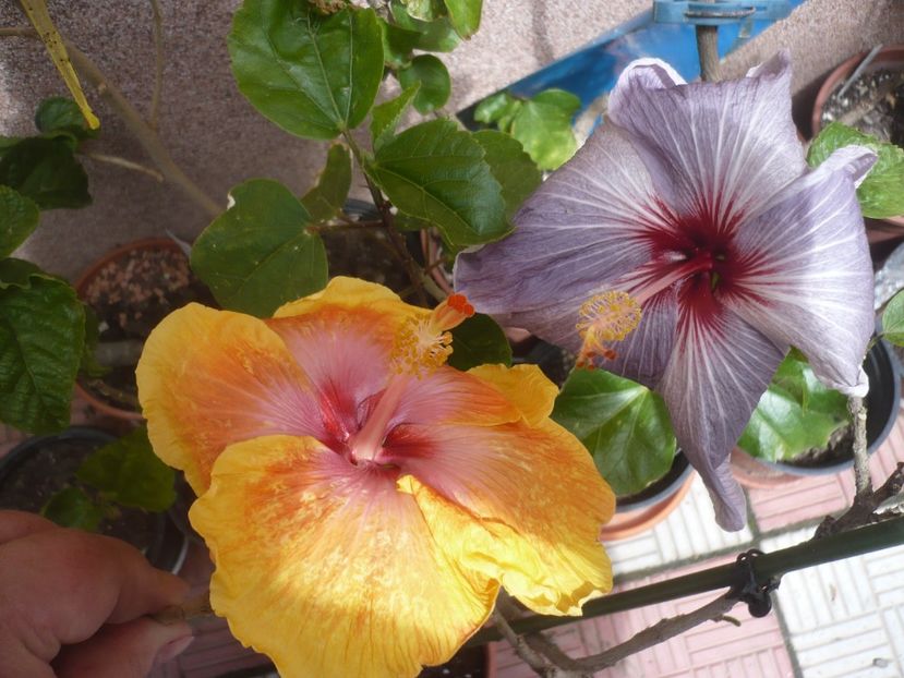 P1410406 - HIBISCUSI 2019-1