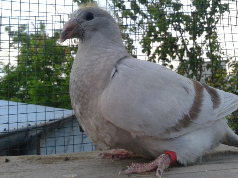 Fotografie0060 - Tresti 2019