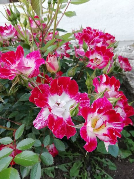 2019-22.05 - Little artist