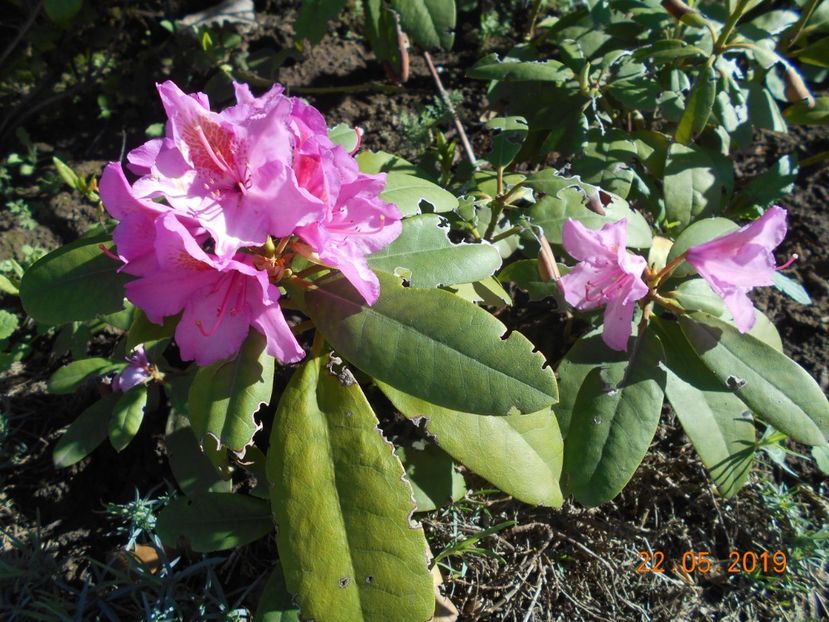  - 2Azalee-rhododendroni-hortensii-hoste 2019