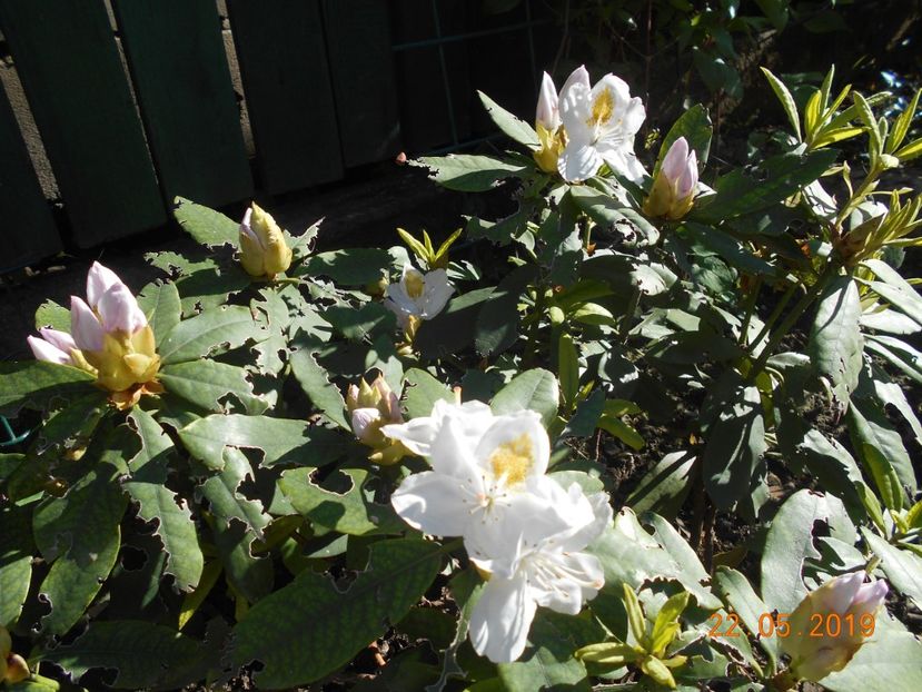  - 2Azalee-rhododendroni-hortensii-hoste 2019