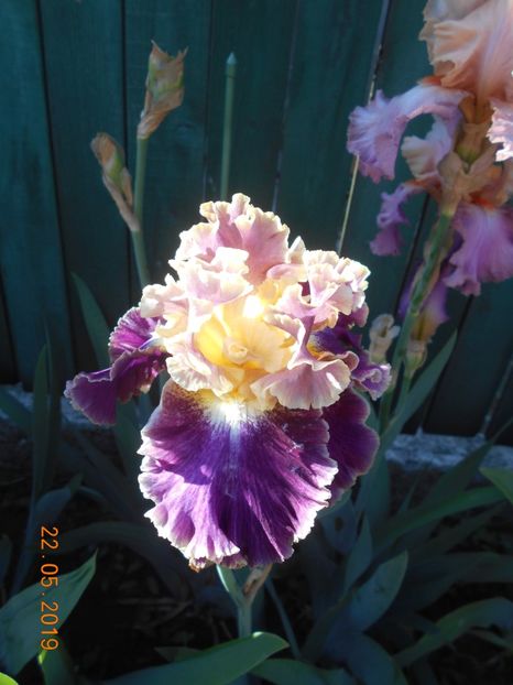 Montmartre - 2Irisi 2019