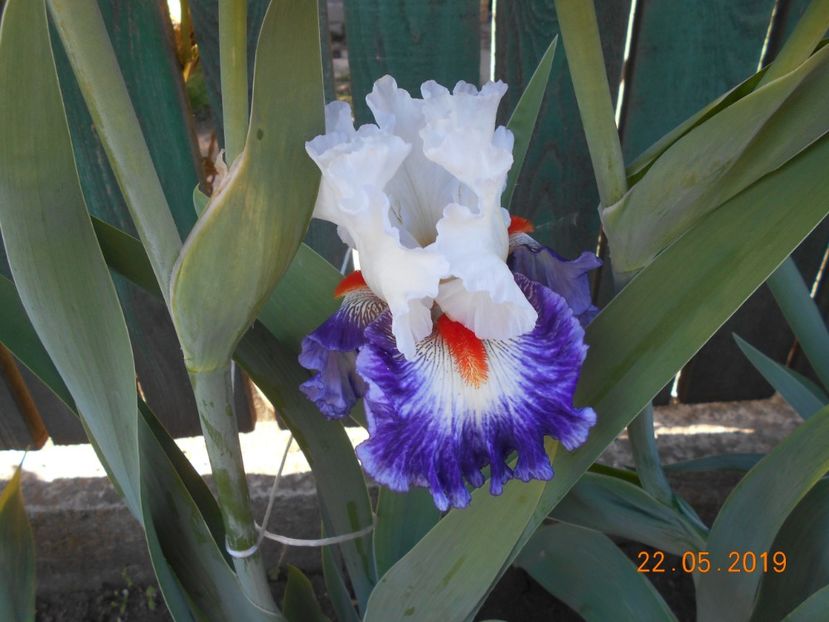 Gypsy Lord - 2Irisi 2019