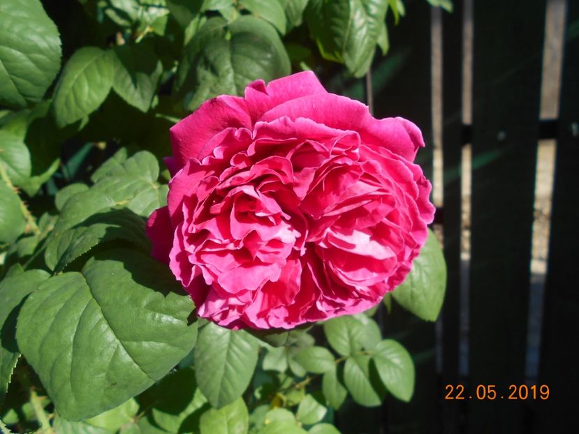 2019 - Madame Isaac Pereire