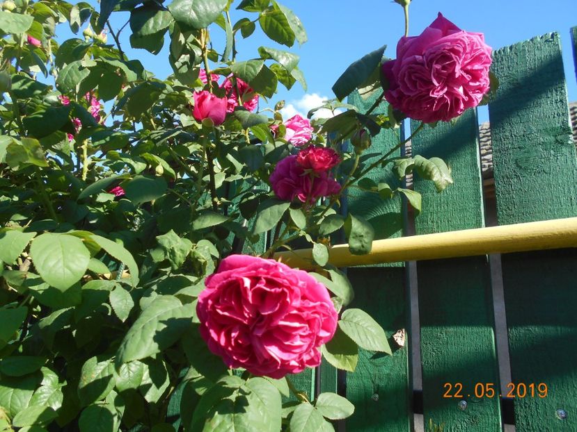  - Madame Isaac Pereire