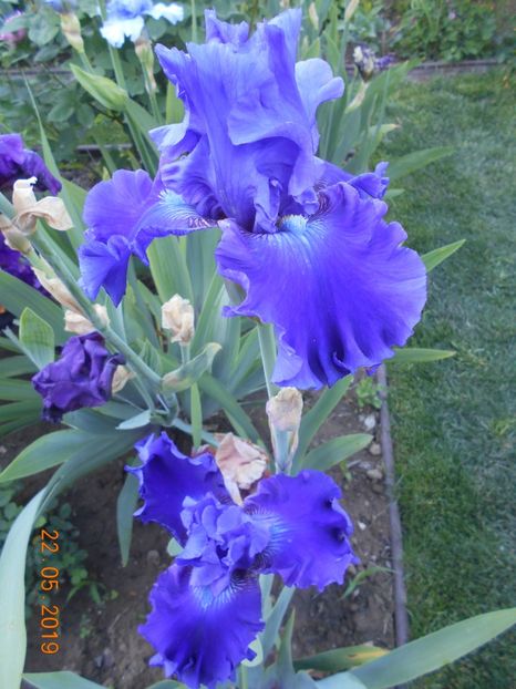 Cel mai frumos albastru - 2Irisi 2019