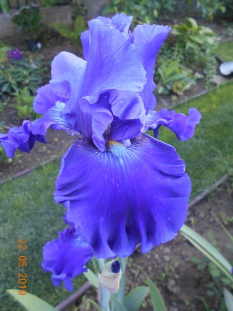 cel mai frumos albastru - 2Primavara2019