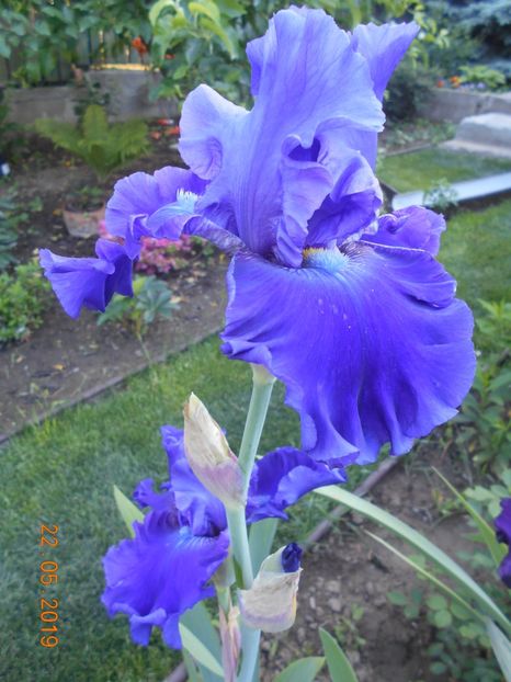 Indigo Princes - 2Irisi 2019