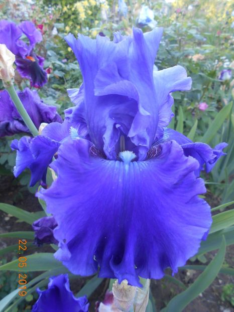 Indigo Princes - 2Irisi 2019