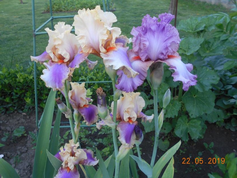 Colette Thurillet si Extravagant - 2Irisi 2019